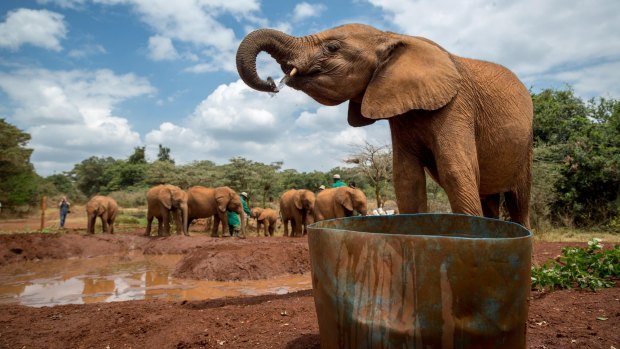 The Sheldrick Trust Elephant Orphans Project in Nairobi, Kenya's capital, east Africa. 