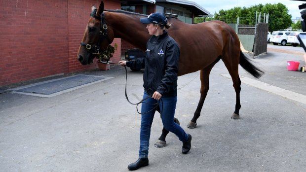 Star New Zealand mare Bonneval has been cleared to start in Saturday's Caulfield Cup.