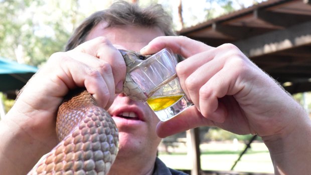 Chewie cracks the world venom record for a king brown, his handler at the Australian Reptile Park, Billy Collett, says.