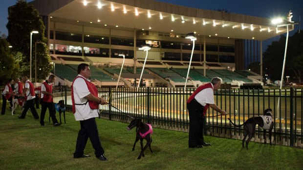 Greyhound racing began at Wentworth Park in 
