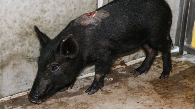 This piglet, which has a wound on its back, was found in a hessian sack beside a racing lure during a raid on Tom Noble's Queensland property, according to the RSPCA.