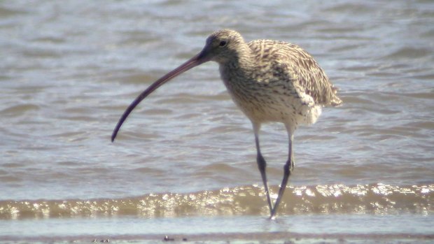Under pressure: The eastern curlew is among migratory bird species facing a grim fate.