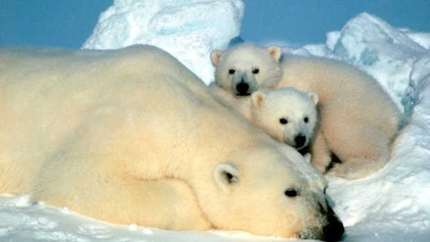 A polar bear cub in the Arctic National Wildlife Refuge, an area also believed to hold significant oil and gas reserves.