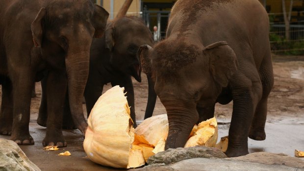 Smashing good time: Elephants feed on giant pumpkins at Taronga Zoo. 
