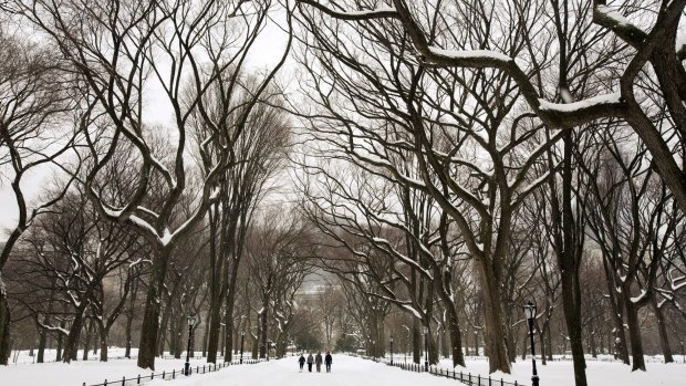 Snow-covered elms along Poet's Walk in Central Park in New York.