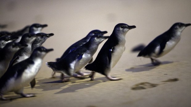 The Penguin Parade. 