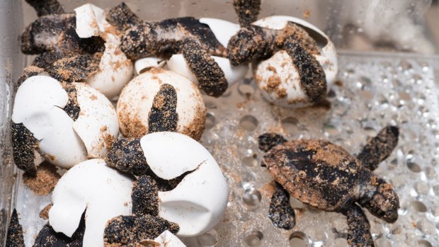 The turtle eggs were carefully incubated at exactly 29.9 degrees and had their hatching timed to coincide with the World Science Festival last month.