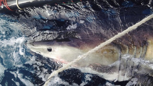 Eight great white sharks are being tracked as part of the North Coast Local Waters Shark Tagging Project. 