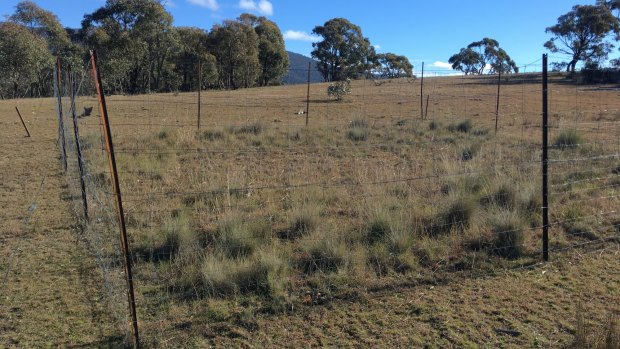 One of the four fenced off areas aimed at keeping the kangaroos at bay at the Scotsdale property.
