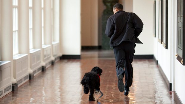 President Barack Obama welcoming the family's new puppy Bo, at the White House in March 2009. 