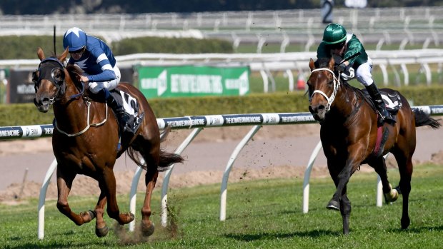 Promising type: Impeccably bred Frankel colt Merovee chases home Super Ex at Randwick.