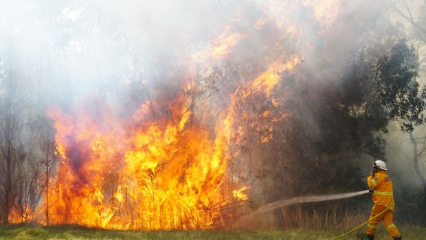 Firefighters tackle an out-of-control bushfire in Nowra.