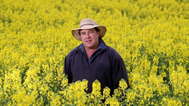 Phillip Alcorn in a field of canola on his property near Harden.