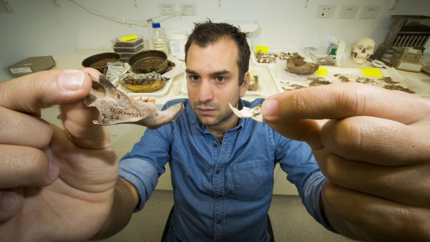 Paleoanthropologist Dr Julien Louys, of the ANU School of Culture, History and Languages, compares the jawbones of an ancient giant rat and a modern rat.