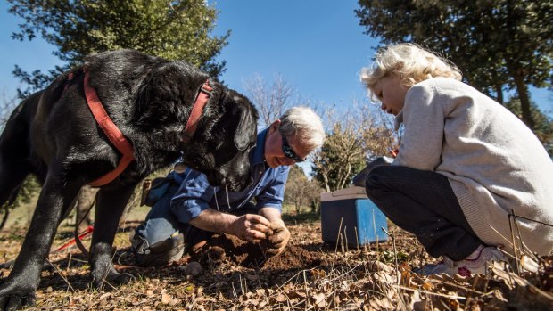 Col Roberts hunts for truffles with his loyal labrador Floyd.
