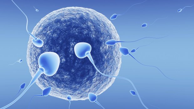 An image of human sperm adjacent to a human ovum. 