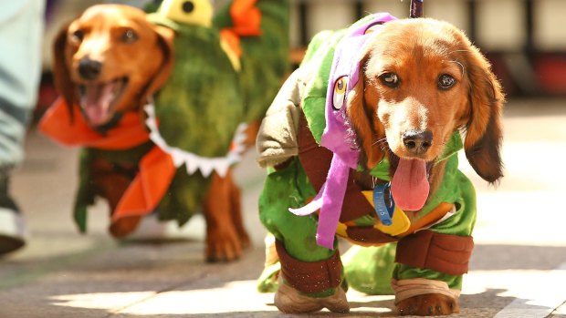 Mini dachshunds compete in the Inaugural Best Dressed Dachshund competition. 