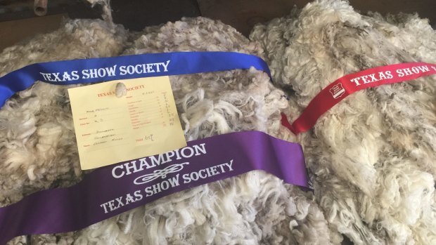 Champion wool at the Texas Show, Queensland.