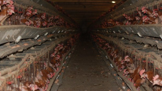 Inside a caged egg production farm.
