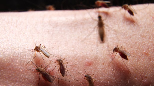 Your body knows that a mosquito itch must be scratched - NOW.