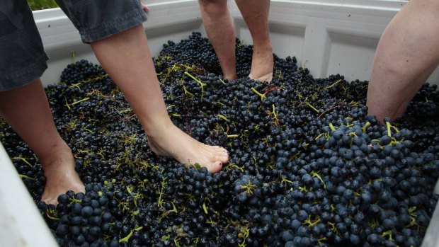 NCH NEWS - shows honorary winemakers stomping grapes at IronBark Hill vineyard in Pokolbin - shows feet stomping 12th Feb 2011 pic by PETER STOOP