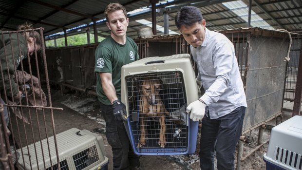 Gabriel Wildgen, center, campaign manager of Humane Society International, and a volunteer remove a dog from a dog farm in Wonju, South Korea.