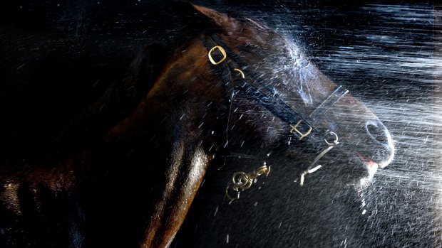 Randwick Race Course with racehorses being sprayed with chilled water to keep them cool.