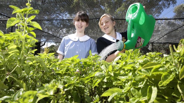 Merici College Year 9 students Maisey Higgisson Guthridge and Zoe Buckley in the school's kitchen garden.