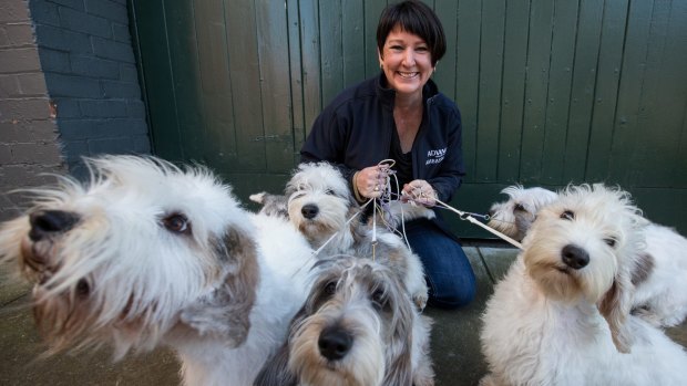 Cute but a handful: Shellie Marshall of Greenvale with some of her Petit Basset Griffon Vendeen dogs she has entered in the 2016 Royal Melbourne Show dog competition.  