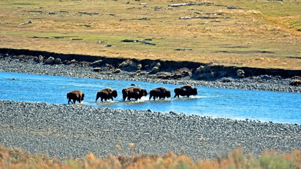 A band of bison ford the Lamar River in Yellowstone National Park.