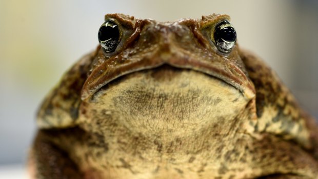 Weedkiller could make cane toads even deadlier.