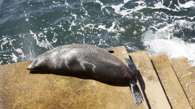 The New Zealand fur seal is believed to have arrived at the Opera House about 4am.