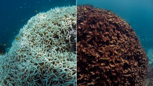 Images taken in March 2016, left, and May 2016, illustrating coral bleaching and death at Lizard Island on the Great Barrier Reef. 