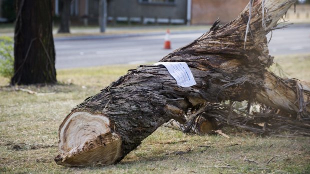 A tree cut down on Northbourne Avenue last week.