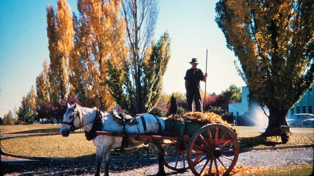 Tom Maloney collected leaves around Canberra with his horse and cart right up into the late 1960s.