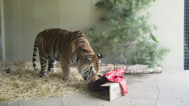 Bakkar the tiger quickly dispensed with the wrapping on his present - a deer leg.