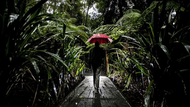 Craig Webber walks through the rainforest at the Australian National Botanic Gardens.
