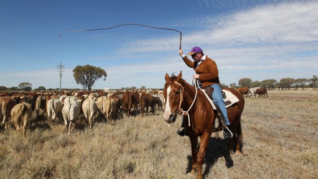 National Party leader and Deputy PM Barnaby Joyce, on a muster in 2010, is facing a political backlash in his rural seat of New England from horse owners, breeders and stud farmers.