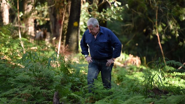 Mark Leveson searches the bushland in the Royal National Park on Wednesday.