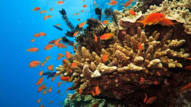 The Great Barrier Reef is home to more than 1500 species of tropical fish.