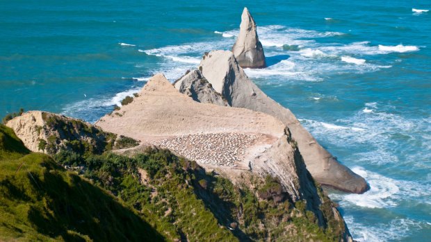 A gannet colony at Cape Kidnappers. 