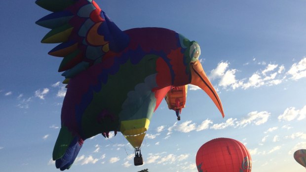 This beautifully coloured Hummingbird balloon from the US is also a new addition to the Canberra Balloon Spectacular this year.