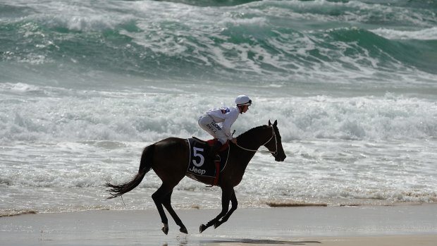 Horses race on the beach before the Magic Millions Barrier Draw.