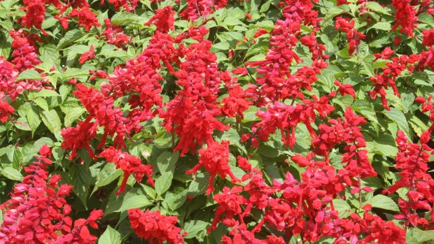 One of the new members of the <i>Salvia splendens</i> famly, 'Go Go Scarlet'.