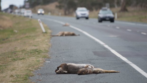 Kangaroo carcasses line the Monaro Highway towards Michelago.