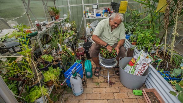Professor Tom Calma with Warrigal greens or chillies in his greenhouse.