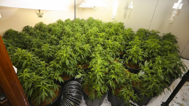 One tonne of marijuana worth up to $17 million was seized by police in 2014-15. 