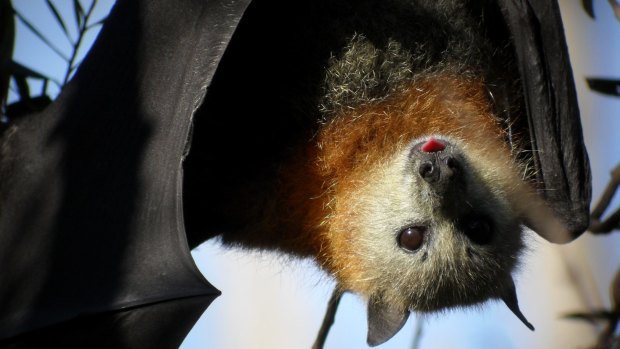 The grey-headed flying fox travels between cities to source seasonal food such as fruit and nectar.