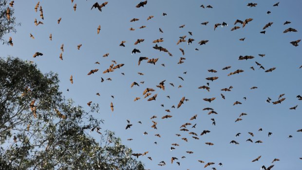 Hundreds of grey-headed flying foxes soar over Commonwealth Park in January 2014.