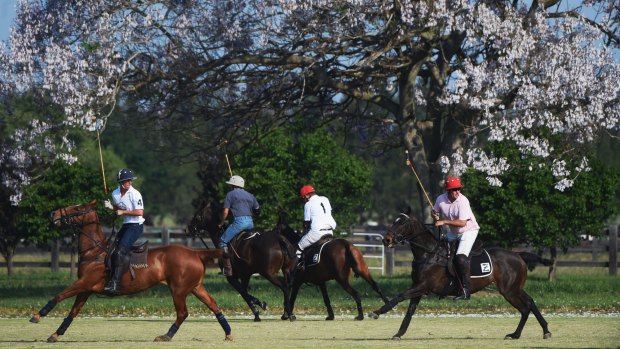 The Australian polo team at the Sydney Polo Club train in preparation for the World Polo Championships.